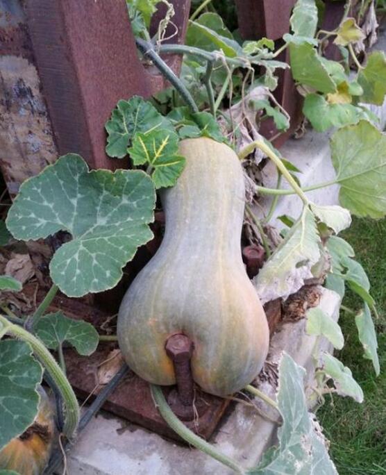 这样很尴尬，南瓜对钉子说植物gif搞笑图片