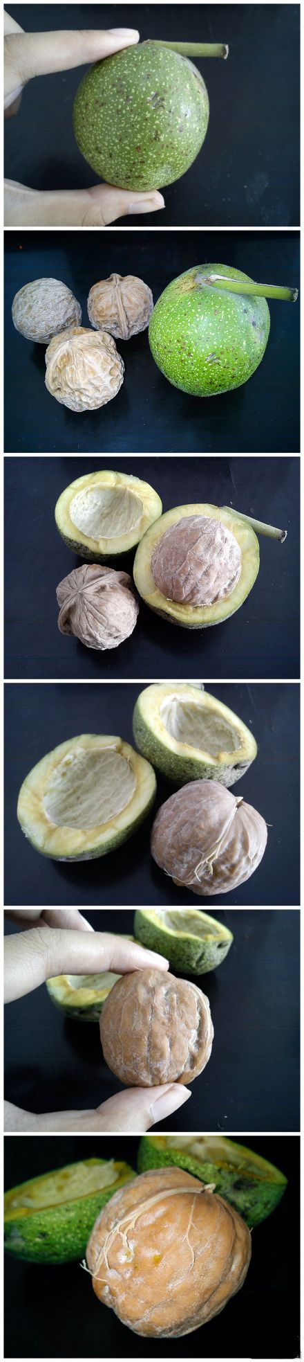 “解剖”核桃植物gif搞笑图片