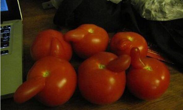 来互相伤害啊植物gif搞笑图片