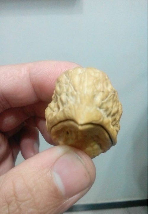 长成这样，以后你在核桃界还怎么混，别忘了你是一个核桃啊啊啊植物gif搞笑图片