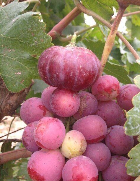 小朋友你是葡萄不是南瓜啊植物gif搞笑图片