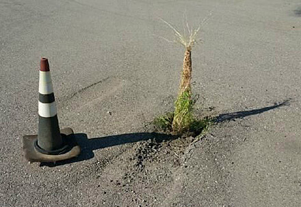 被困5年的植物终于被解救....命大！植物gif搞笑图片