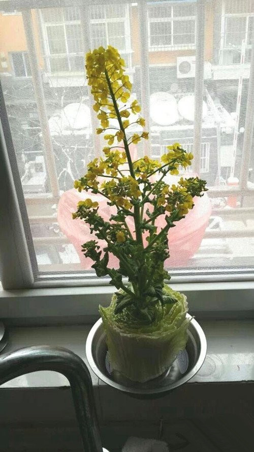 你是有多坚强植物gif搞笑图片