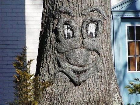 长出人脸的树——树精？植物gif搞笑图片