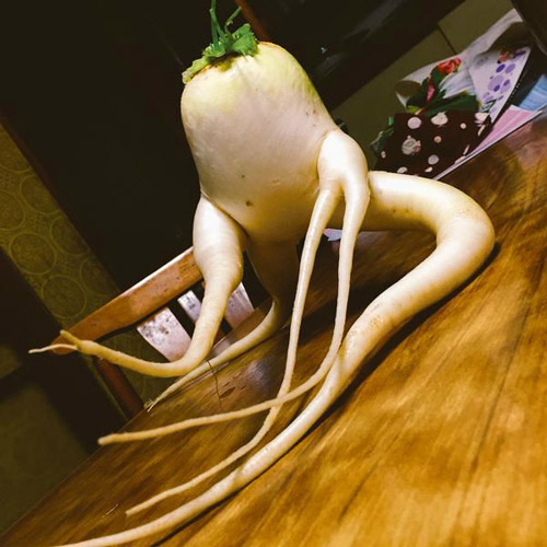 萝卜王，胡巴植物gif搞笑图片