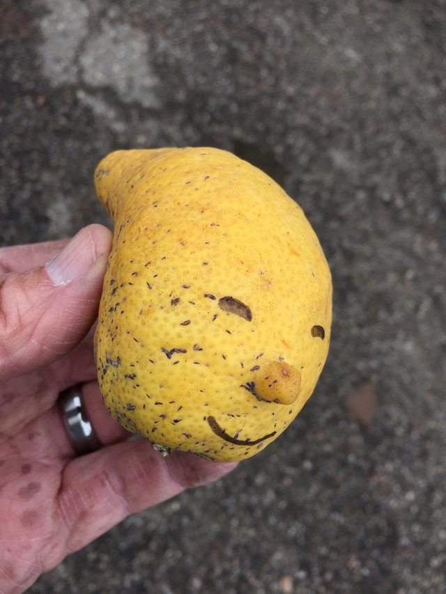 这柠檬精啊植物gif搞笑图片