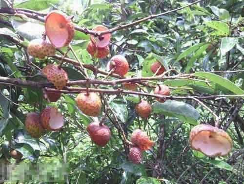 过去大家吃荔枝的方式都弱爆了。。。植物gif搞笑图片