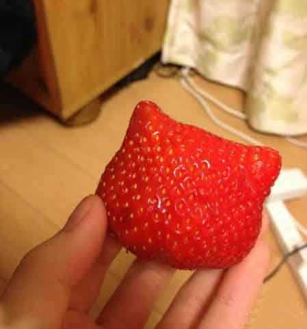 快说你和hello kitty什么关系植物gif搞笑图片