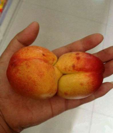 这样内涵的桃我该怎么吃？植物gif搞笑图片