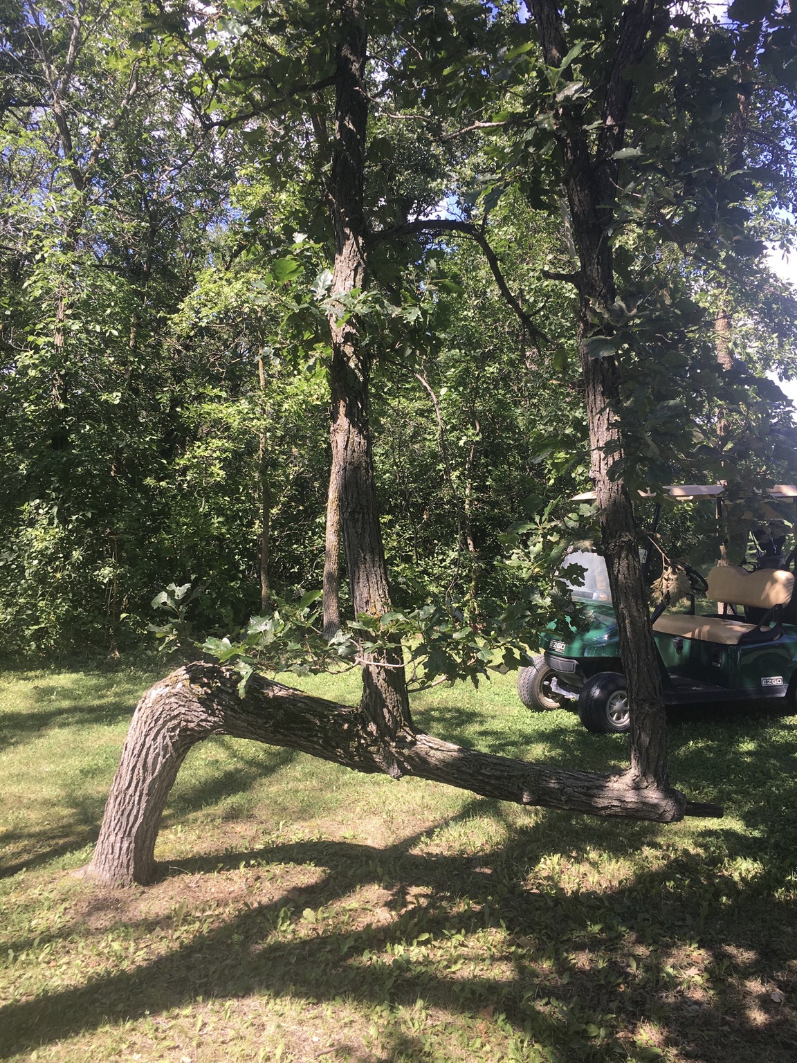 这不是一颗正经的树植物gif搞笑图片