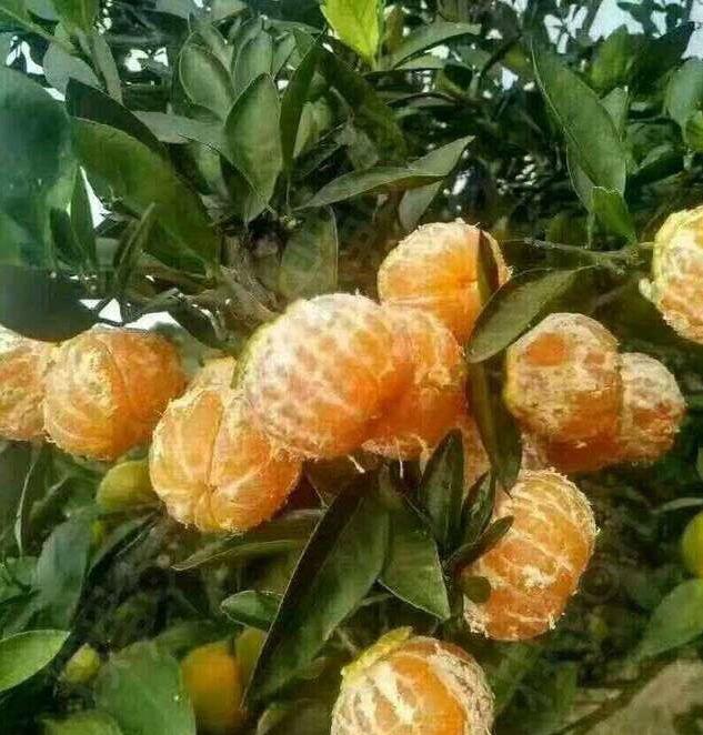 爱你，就为你剥橘子植物gif搞笑图片