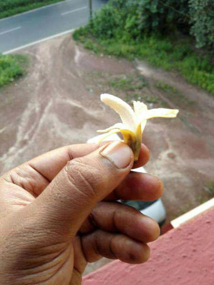 世界上最小的，迷你的香蕉，据说超甜的植物gif搞笑图片