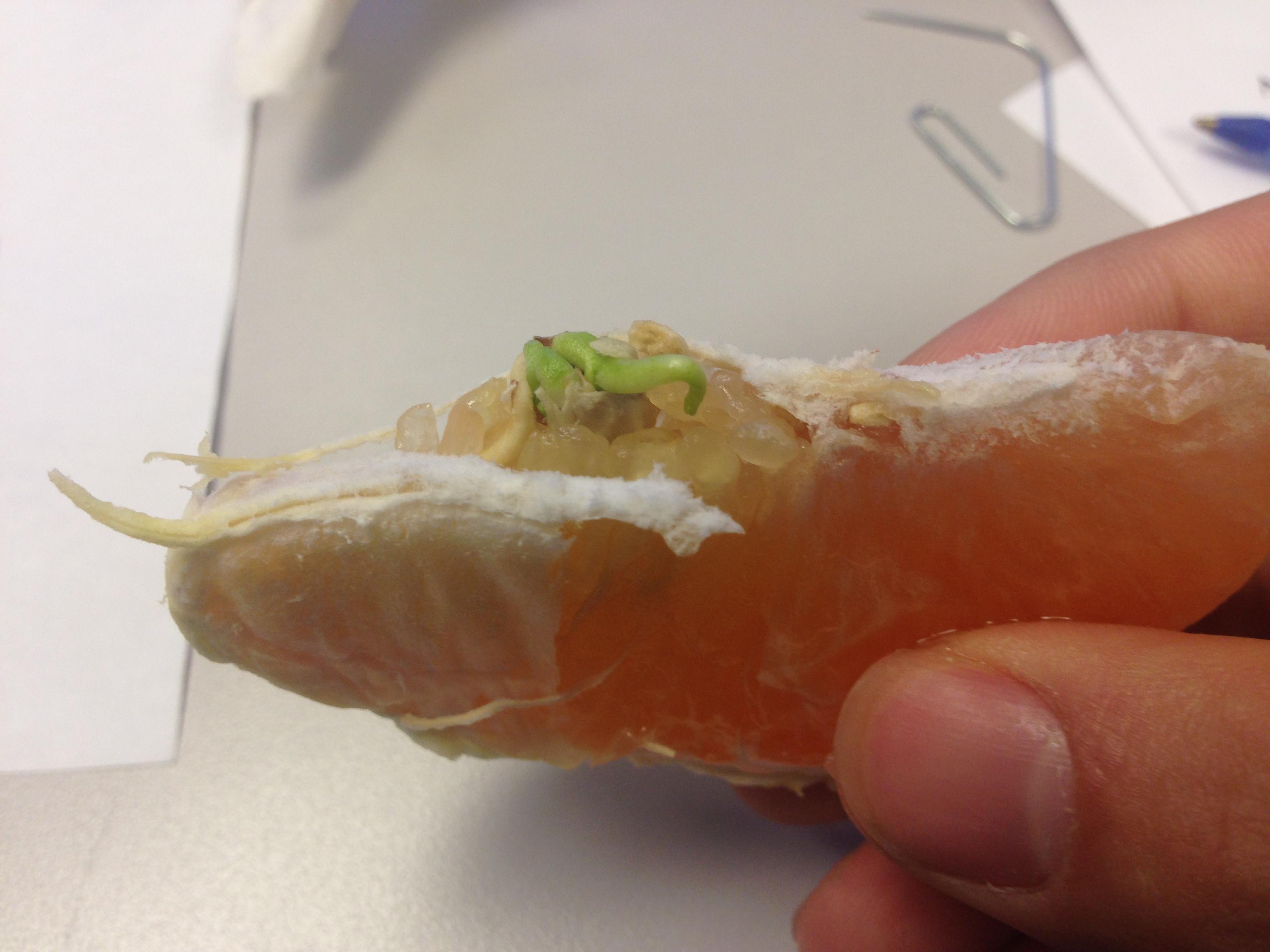 这柚子放的太久了，还能吃吗？植物gif搞笑图片