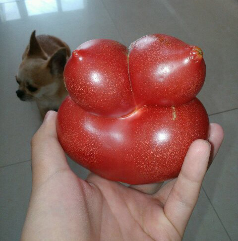 番茄界的胖妹妹植物gif搞笑图片