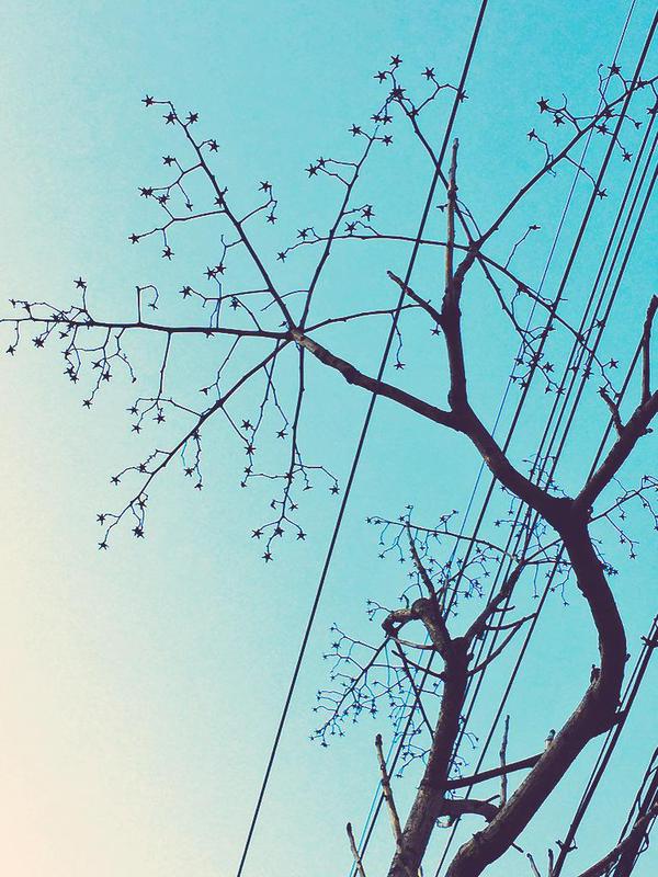 结满了星星植物gif搞笑图片