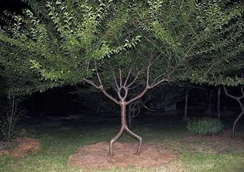 林子大了，什么奇葩树都有植物gif搞笑图片