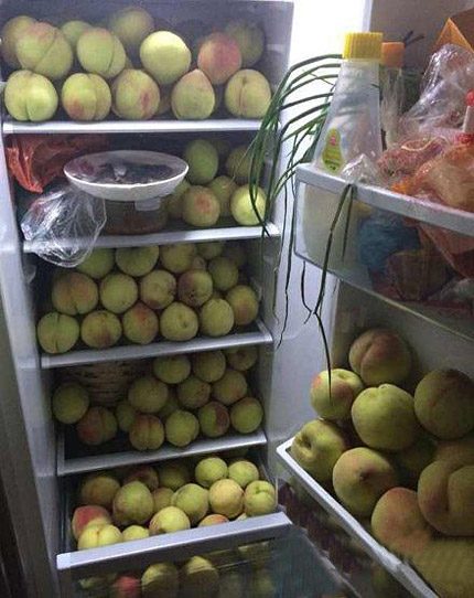 今年桃子大丰收啊植物gif搞笑图片