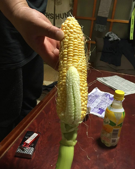 一看就不是什么正经玉米植物gif搞笑图片