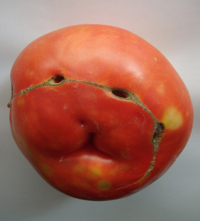 我不是怪物植物gif搞笑图片