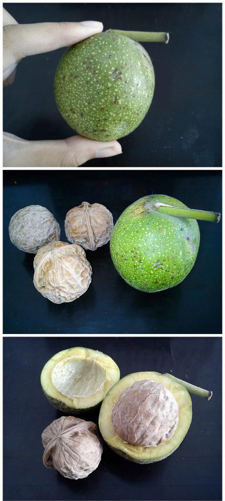 穿不穿衣服，区别很大嘀！植物gif搞笑图片