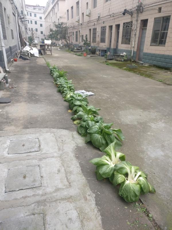 种菜天赋植物gif搞笑图片