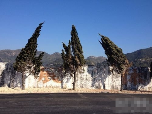 你俩是喜欢中间这棵树么？植物gif搞笑图片