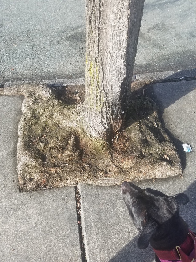 强迫症患者的福音来了植物gif搞笑图片