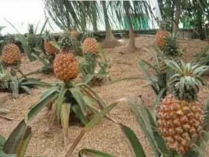 北方孩纸伤不起，才知道菠萝这样长的植物gif搞笑图片