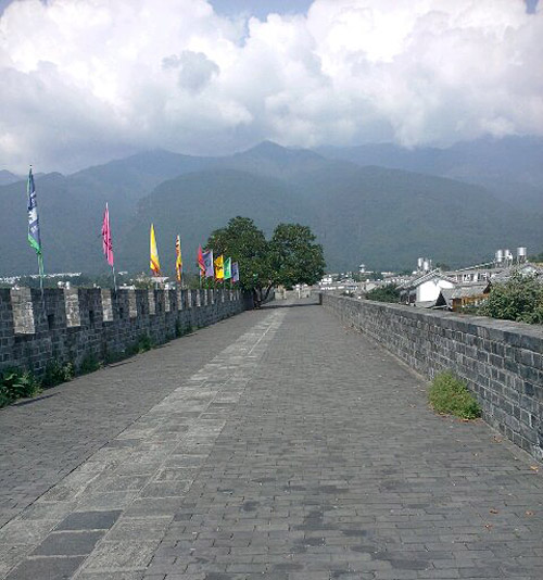 这树长的是要不让人过了吧植物gif搞笑图片