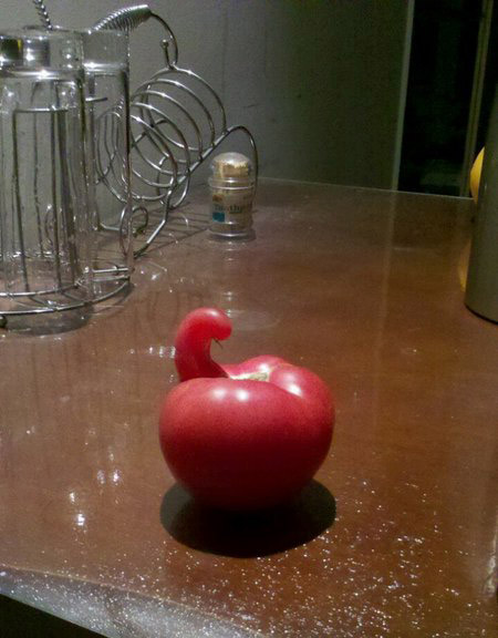 长出不同凡响的番茄植物gif搞笑图片