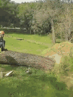 惊不惊喜，意不意外，1、2、3、走你植物gif搞笑图片