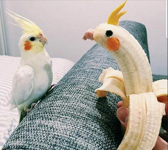 难道这就是我失散多年的兄弟？植物gif搞笑图片