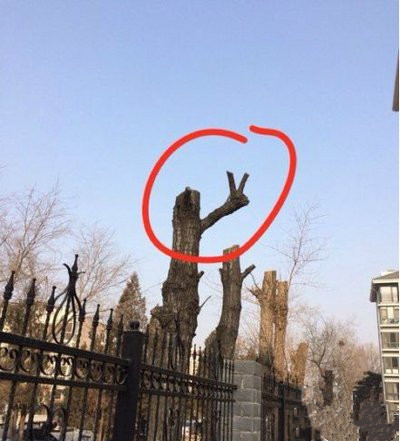 你这么二其他树知道么植物gif搞笑图片