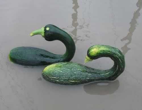 南瓜鸳鸯一对植物gif搞笑图片