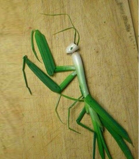 创意无处不在植物gif搞笑图片