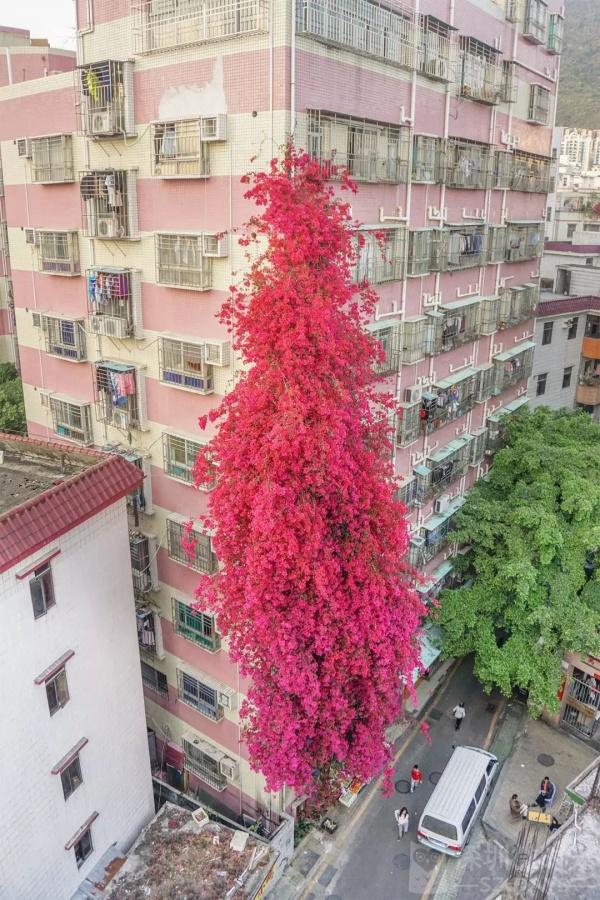 深圳一位老奶奶种了15年簕杜鹃，26米高植物gif搞笑图片