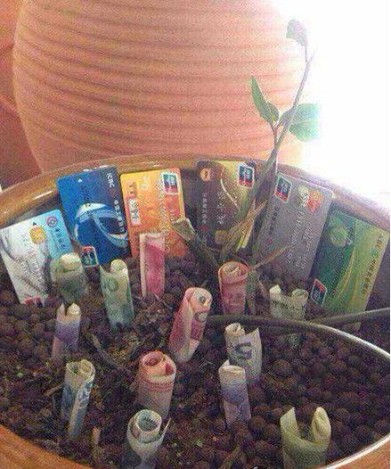 希望可以种啥得啥植物gif搞笑图片