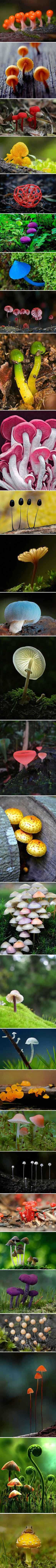 这些就是美丽有毒的蘑菇凉么植物gif搞笑图片
