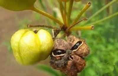 听说外星人是长出来的。。。植物gif搞笑图片