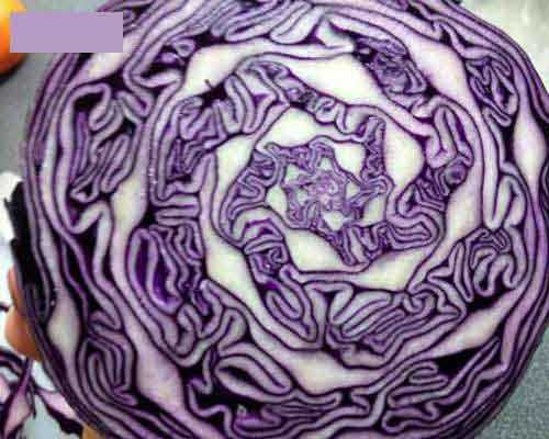 一个紫色的白菜切开，就变成这样了植物gif搞笑图片