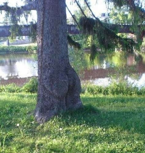 好销魂的树植物gif搞笑图片