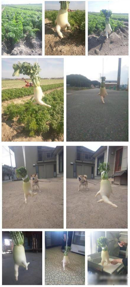 成精萝卜完全版植物gif搞笑图片