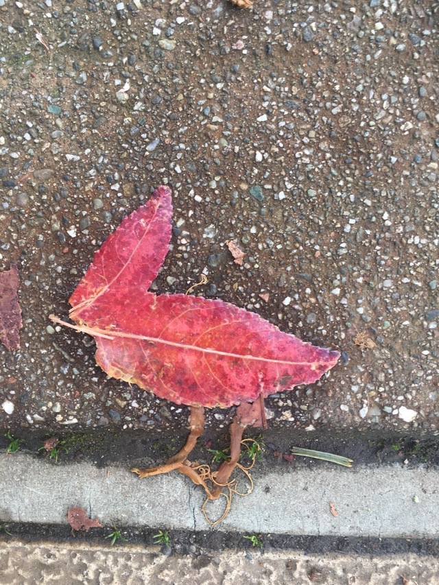 偶遇一只小鸟植物gif搞笑图片