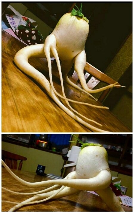 俺们家萝卜拔得有点晚，都快得道成仙了植物gif搞笑图片