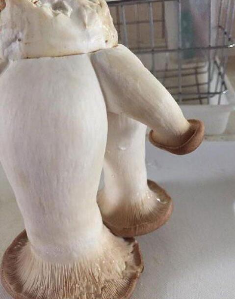 这个杏鲍菇好邪恶啊植物gif搞笑图片