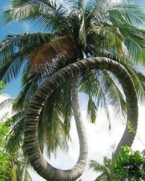 当椰子树患上了蛇精病后就成这样子了植物gif搞笑图片