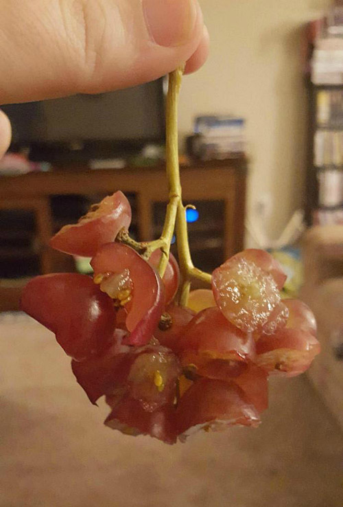 这就是我家主人干的好事植物gif搞笑图片