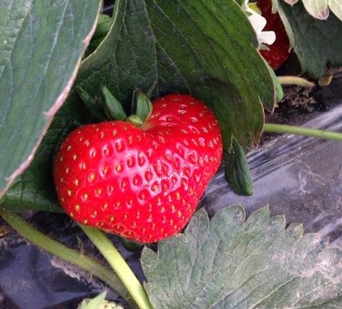 今天摘草莓时看到的植物gif搞笑图片