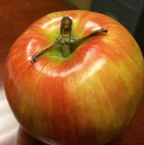 救命啊。。。植物gif搞笑图片