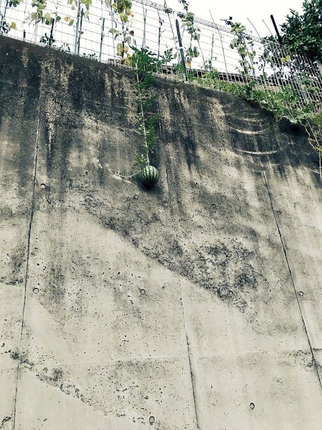 全力营救这枚西瓜植物gif搞笑图片